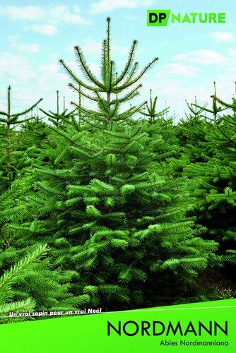 Abies Nordmann