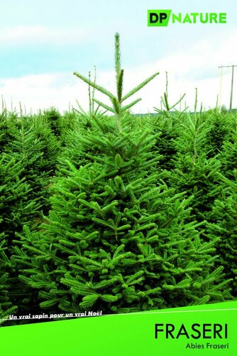 Abies Fraseri