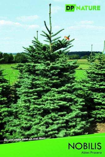 Abies Nobilis
