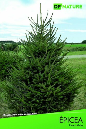 Picea Abies