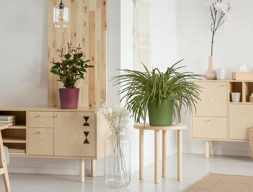 CACHE-POT ROK GREENER