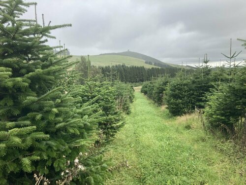 Sapins de Noël Natutrels coupés: écoresponsables