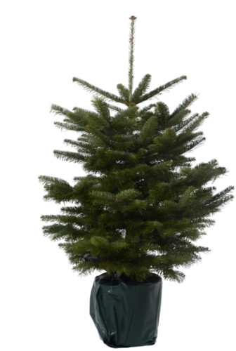 Sapins Naturels Plantés en pot de culture