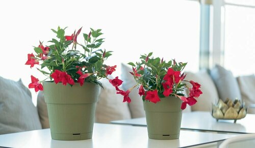 Pots Ethica Vert Olive