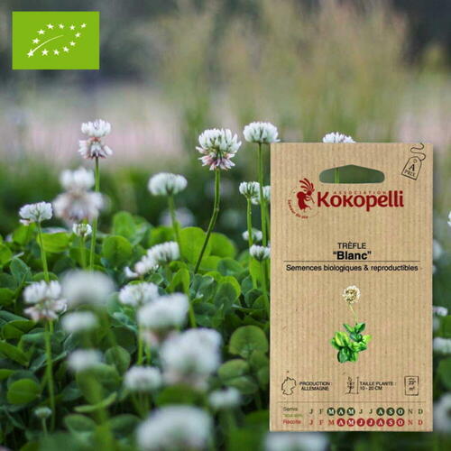 Gamme de semences de plantes utiles biologiques