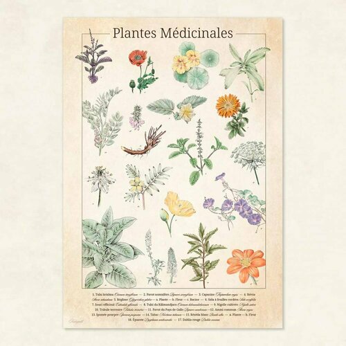 Planches botaniques