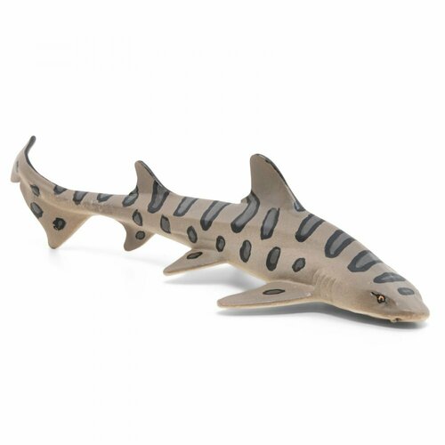 Requin léopard
