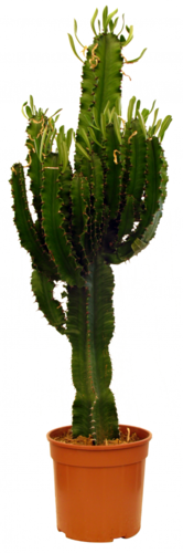Euphorbia Eritrea