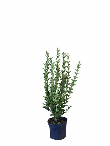 Plantes de haies