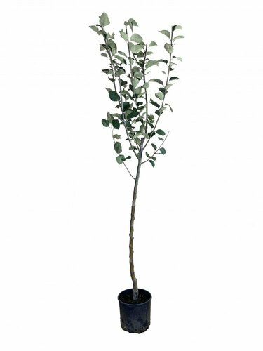 Arbres fruitiers