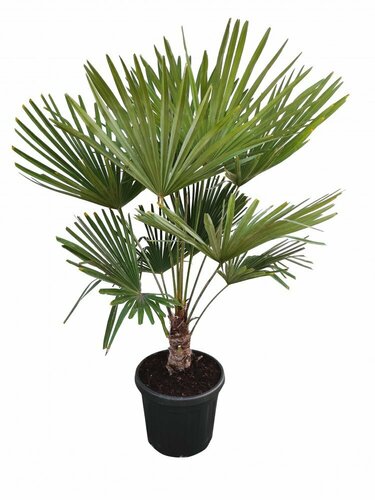 Plantes méditerranéennes