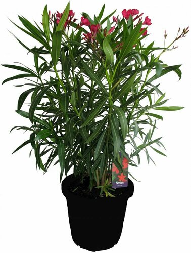 Nerium Oleander