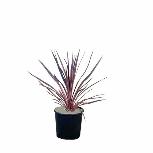 Cordyline & Phormium