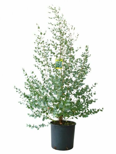 Eucalyptus
