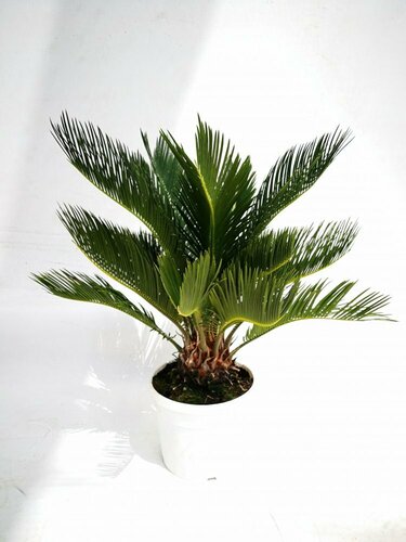CYCAS REVOLUTA - SAGOUTIER POT 7 LITRES