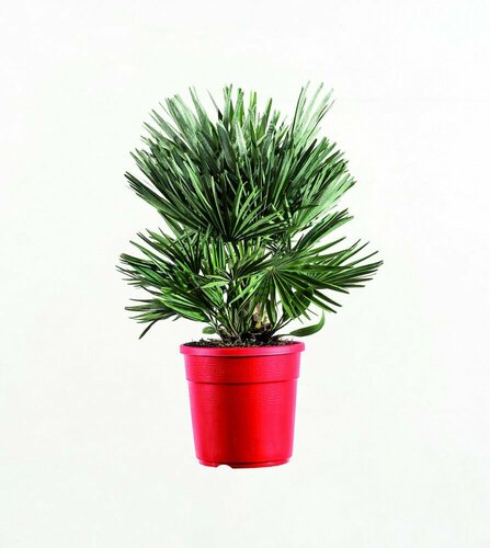 CHAMAEROPS COMPACTA -  PALMIER NAIN COMPACT POT 7 LITRES