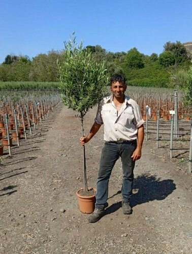 OLIVIER EUROPEEN 1/2 TIGE - POT 9 LITRES