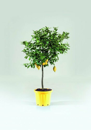 CITRUS LIMON - CITRONNIER POT 30 LITRES