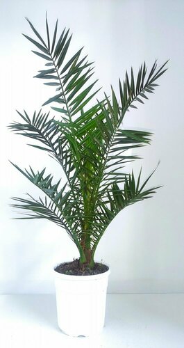 PHOENIX CANARIENSIS - PALMIER DES CANARIES POT 7 LITRES