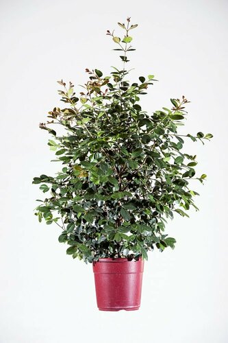 EUGENIA ETNA FIRE - EUGENIA FEU DE L’ETNA POT 9 LITRES