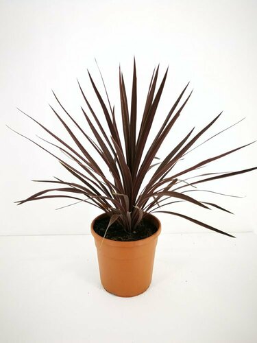 CORDYLINE AUST. ATROPURPUREA POT 7 LITRES