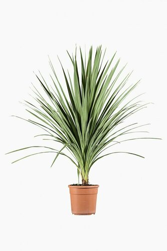 CORDYLINE INDIVISA POT 7 LITRES