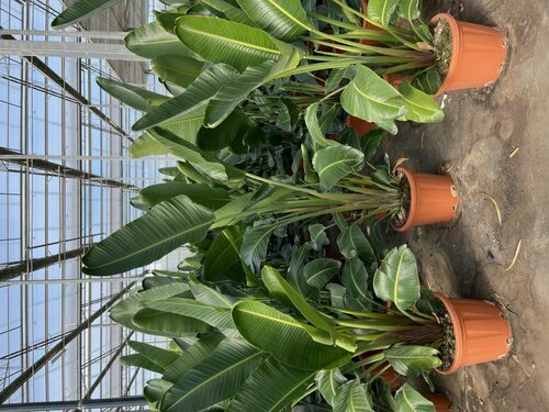 STRELITZIA AUGUSTA - OISEAU DU PARADIS POT 30 LITRES