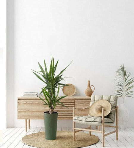 Lilia Eco