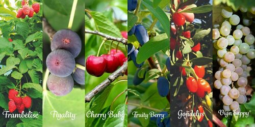 Fruitality