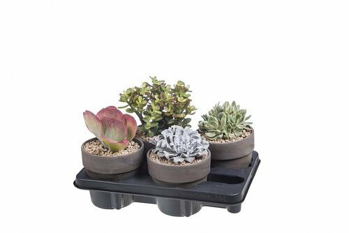 MIX SUCCULENTES TERRE CUITE CALIMA Ø15
