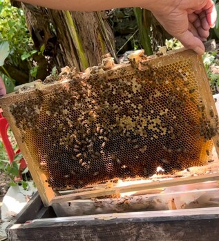 Non-sugar sweetener derived from beehive waste