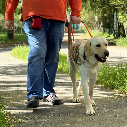 Le Chien Guide