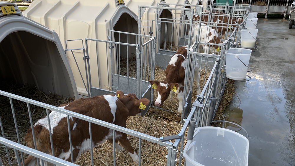 Calf-Tel et FlexyFence