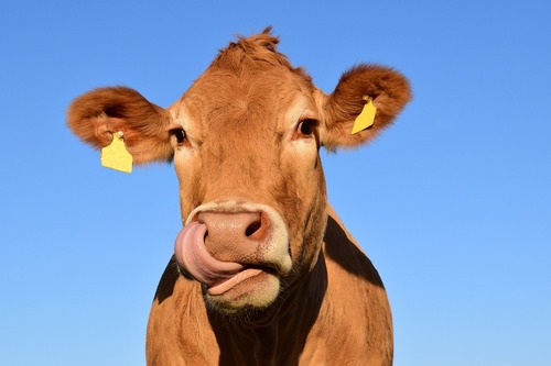 Solutions de distribution d'aliments pour vaches allaitantes