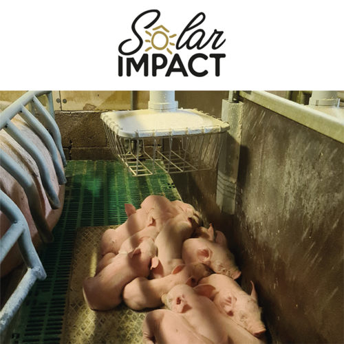 Solar Impact, concilier réduction de votre facture énergétique et confort des porcelets