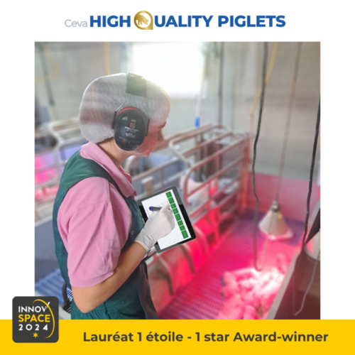 Audit High Quality Piglets