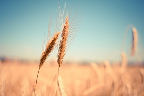 DURABILITÉ ET NUTRITION