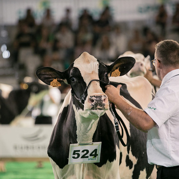 2024-VIDEO-Challenge France Prim'Holstein