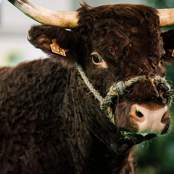 2024-VIDEO-Concours Interrégional Salers