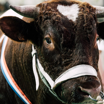 2024-VIDEO-Concours Interrégional Rouge des Près
