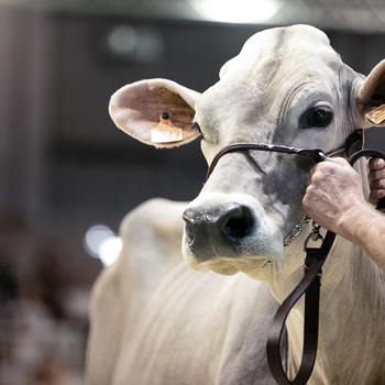 2024-VIDEO-Concours Interrégional Brun