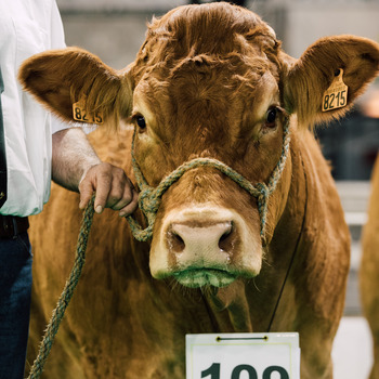 2024-VIDEO-Challenge National Limousin