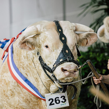 2024-VIDEO-Concours Interrégional Charolais