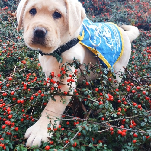 Romie, chien guide d'aveugle