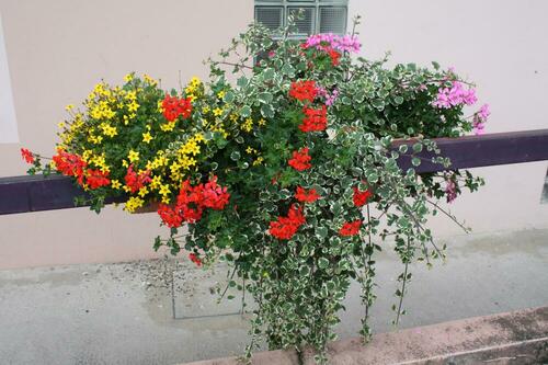 fleurs et plantons