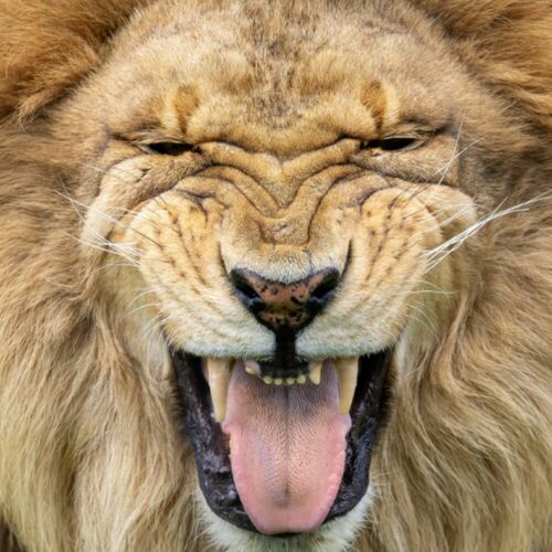 Donnez du lion à votre réunion au Zoo de Granby! 