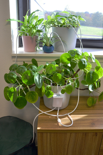 SUMMER KIT 16 PLANTES