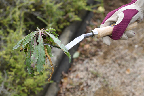 Tire-Racine Duchesnay