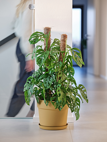 Pot Bloom indoor/Outdoor, multi-optionnel avec réserve d'eau.