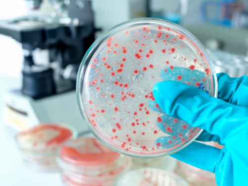 Tests microbiologiques